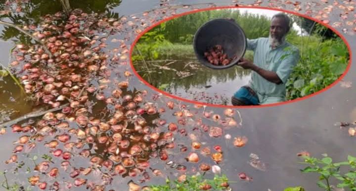 পেয়াজের ন্যায্য মূল্য দাম না পেয়ে পানিতে ফেলে দিল কৃষক।