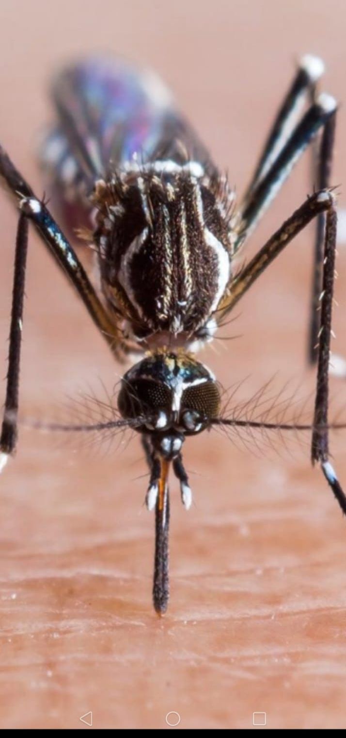 এডিস মশা নিয়ে ছড়া গান সুমন বিপ্লব,